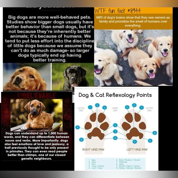 $1 DOG PIN/BROOCH. ENAMEL/METAL. NEW. $1 WITH ANY $10 ORDER OR MORE - Picture 13 of 16